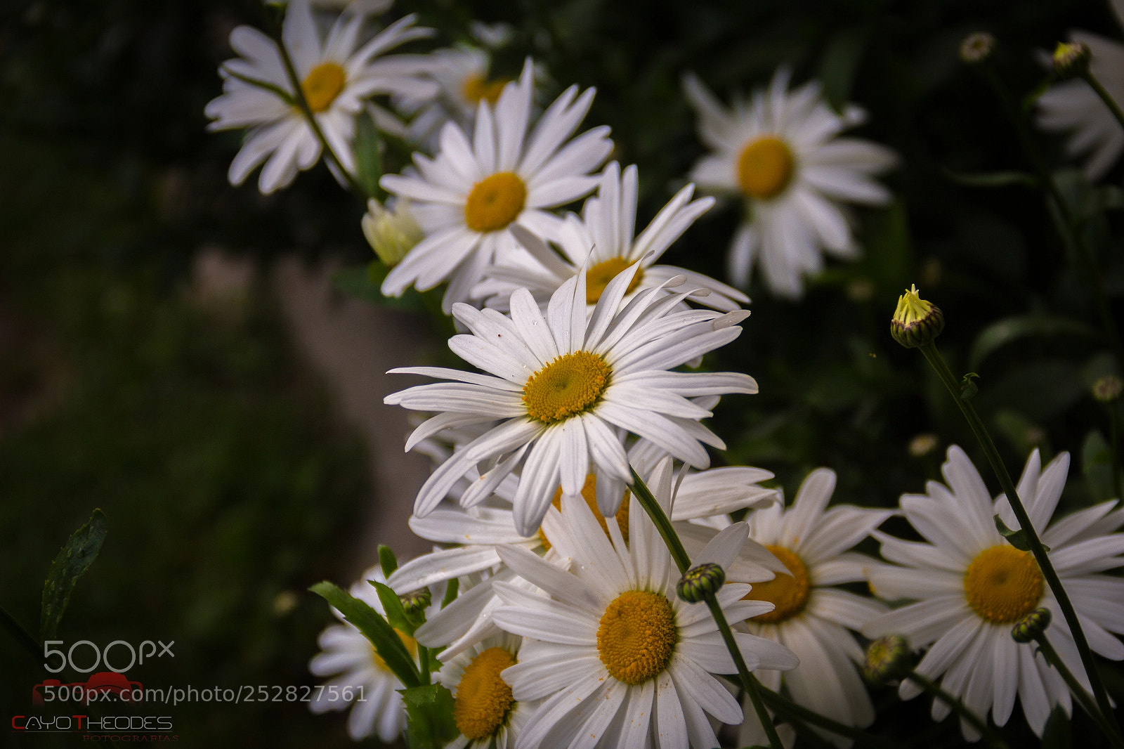 Canon EOS 700D (EOS Rebel T5i / EOS Kiss X7i) sample photo. Margaridas do parque nacional photography
