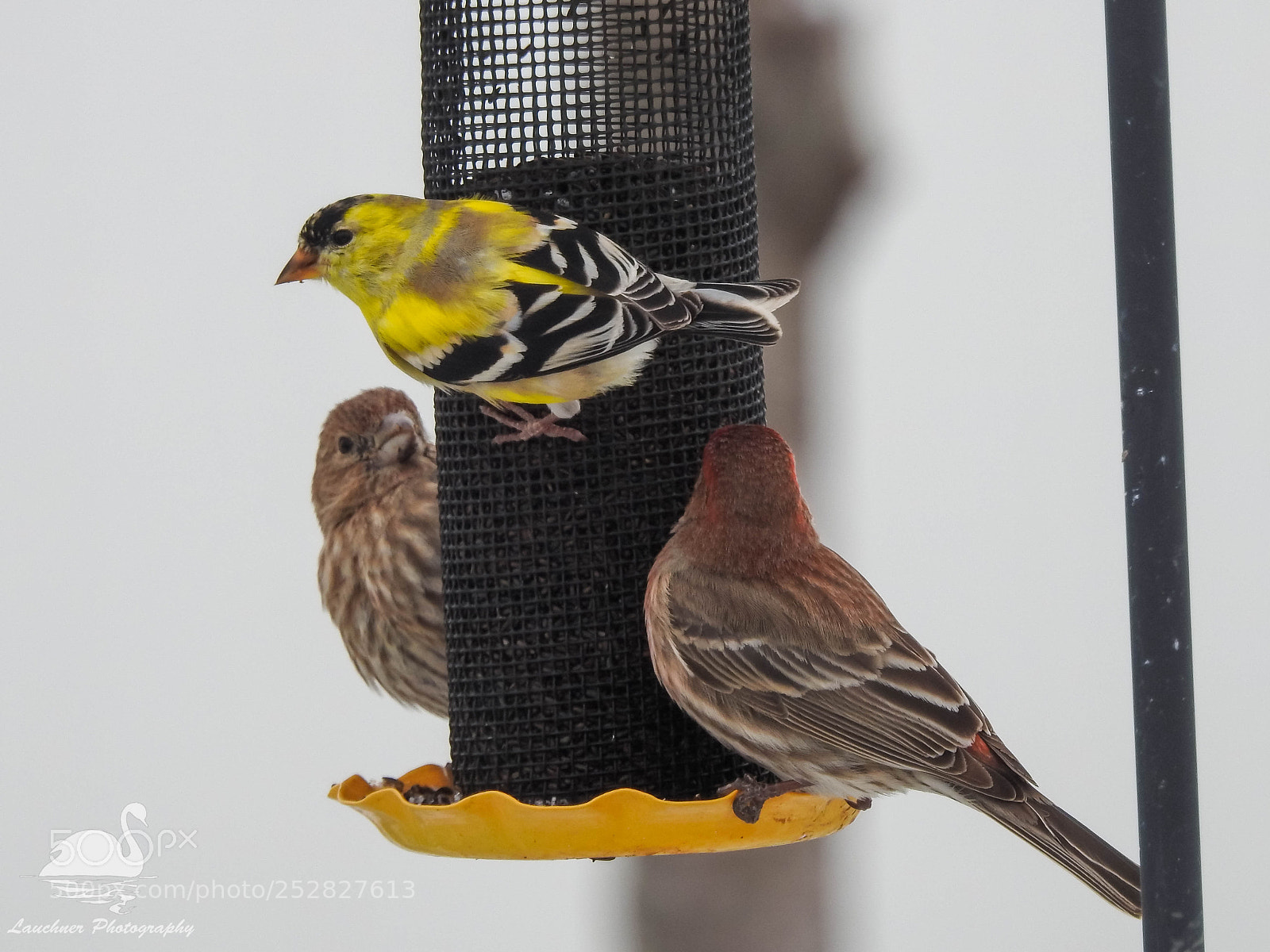 Nikon Coolpix P900 sample photo. Springtime finches photography