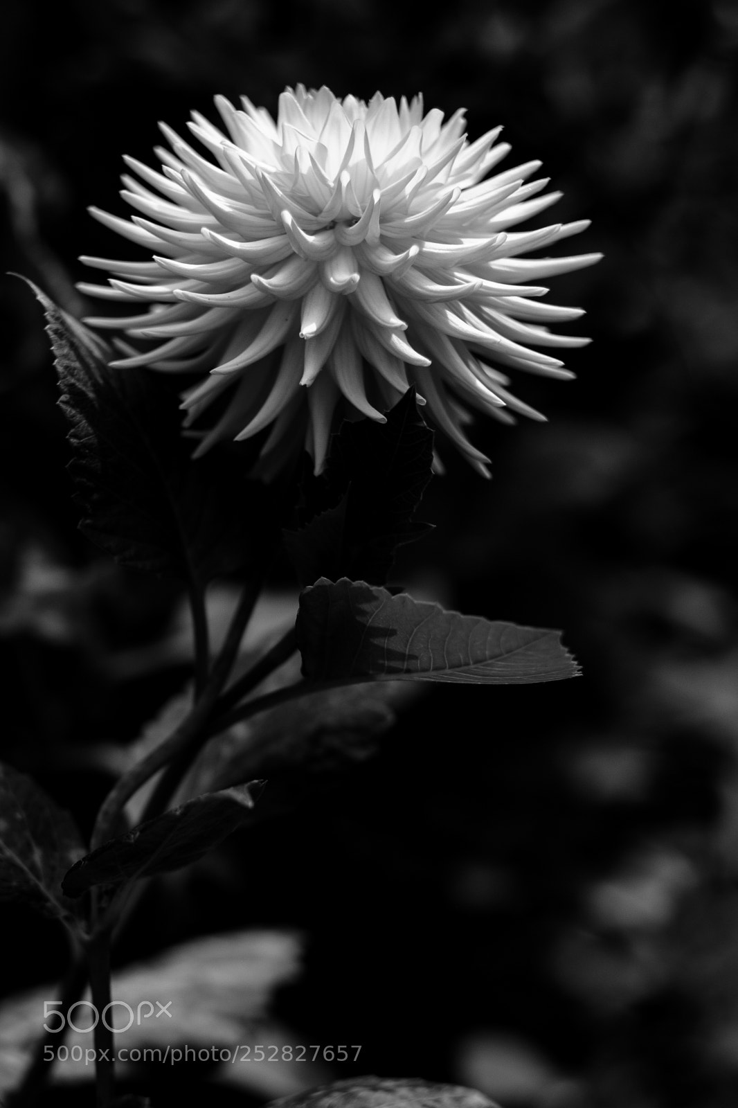 Fujifilm X-Pro2 sample photo. Dahlia #14 photography