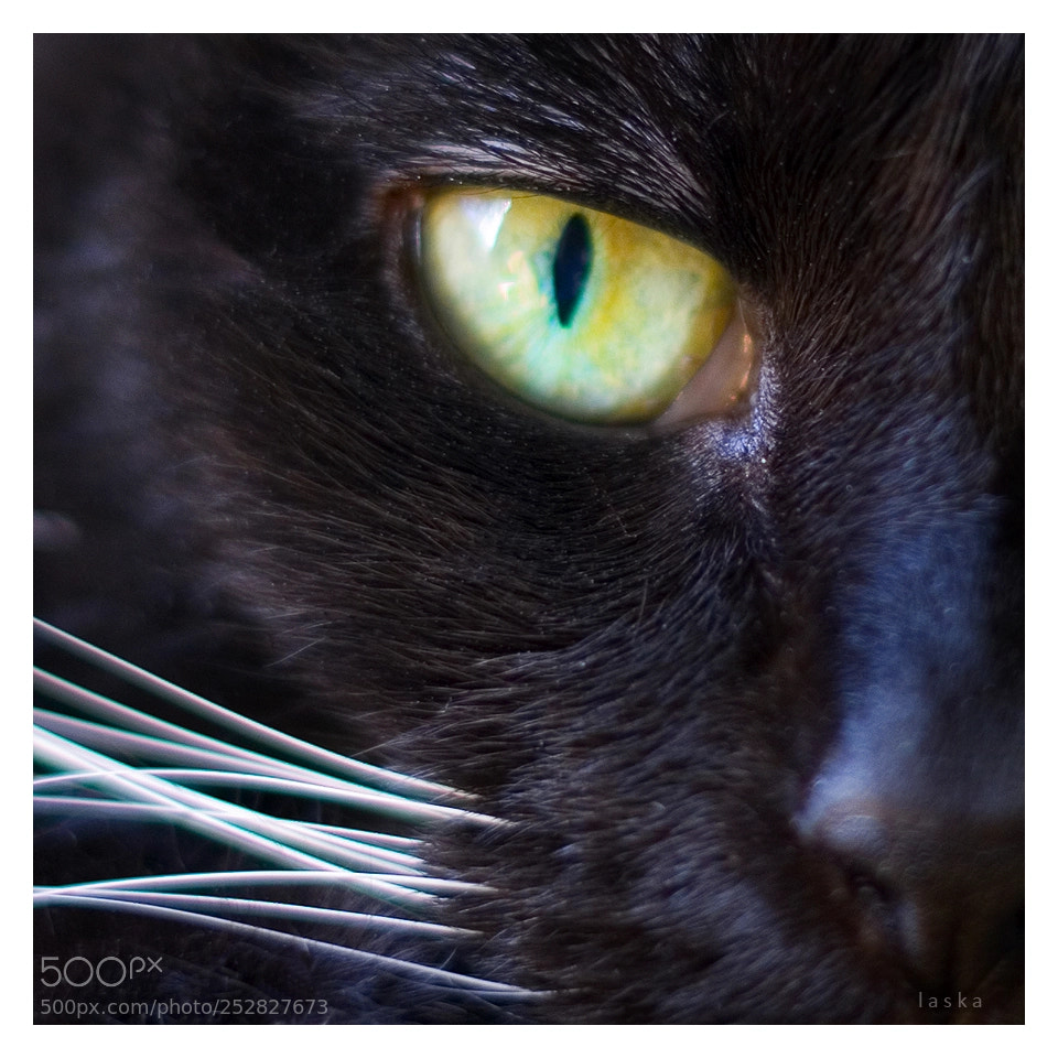 Sony a7 II sample photo. Mooty photography