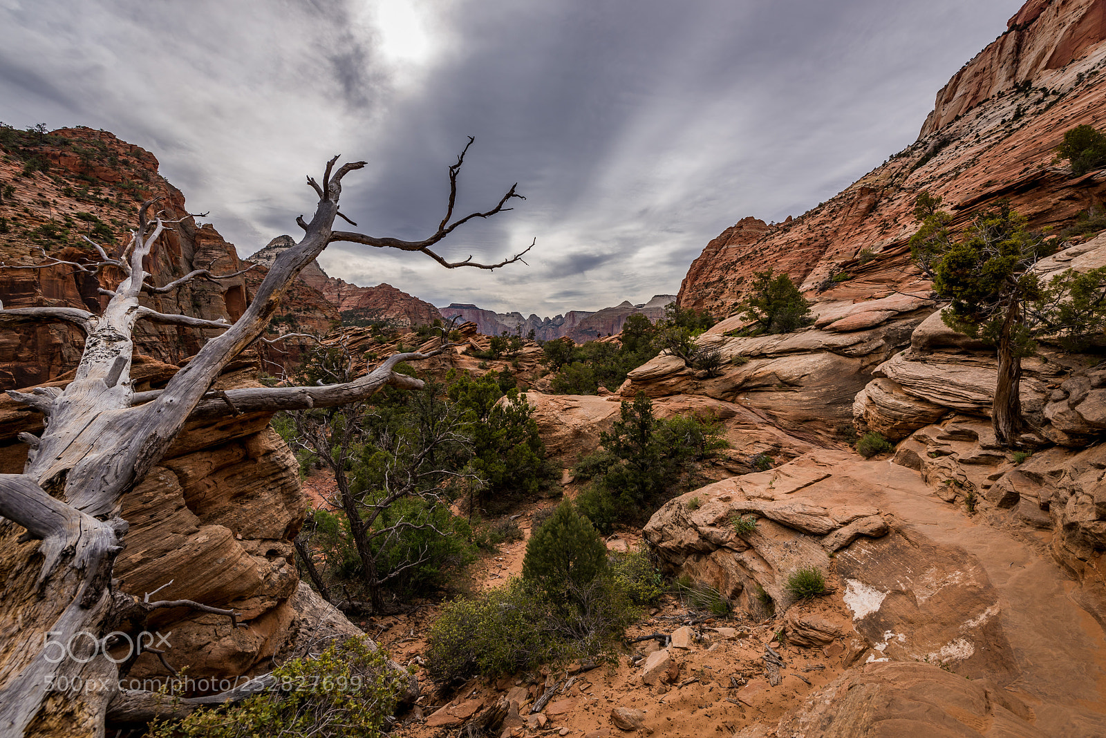 Nikon D810 sample photo. Zion park photography