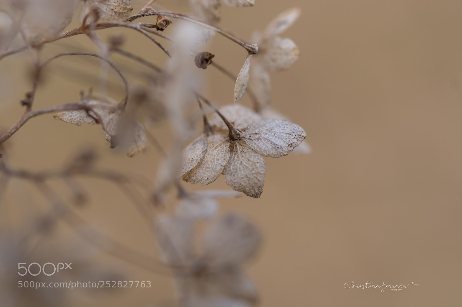 Nikon D7100 sample photo. Untitled photography