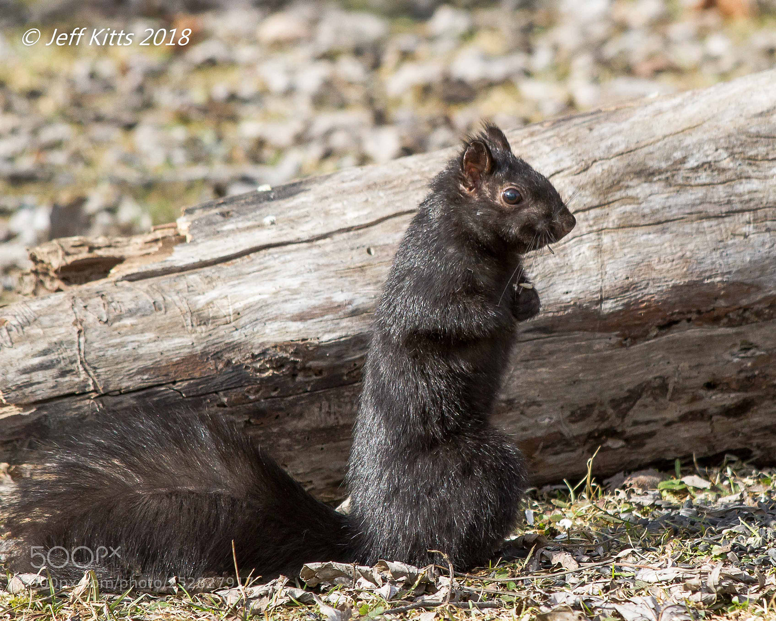 Canon EOS 7D sample photo. 6777- balck squirrel # 6 photography