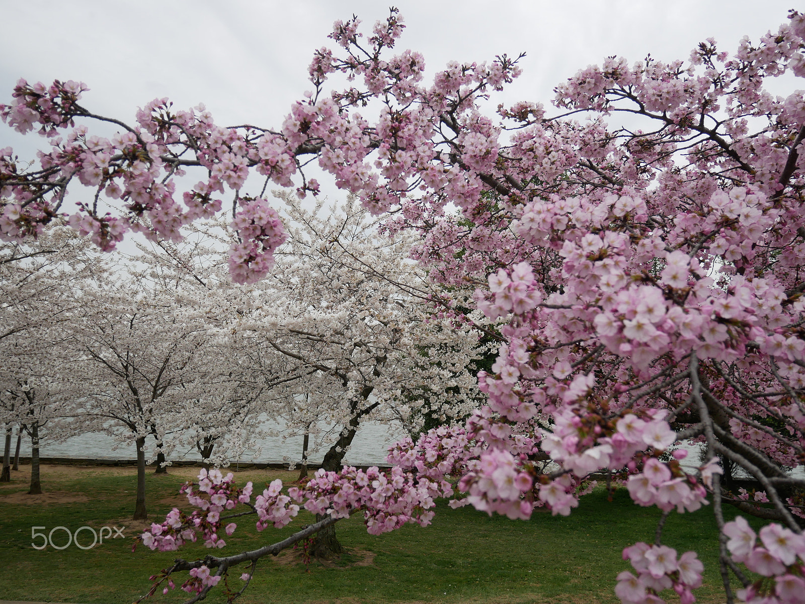 Panasonic Lumix DMC-GX85 (Lumix DMC-GX80 / Lumix DMC-GX7 Mark II) sample photo. Cherry blossoms @ the tidal basin in washington dc photography