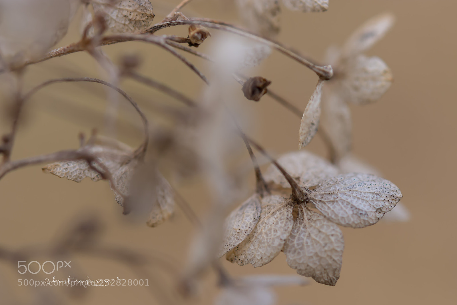 Nikon D7100 sample photo. Untitled photography