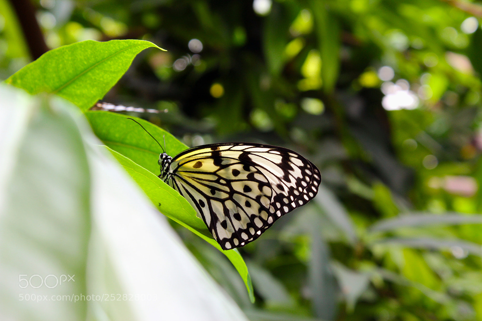 Canon EOS 600D (Rebel EOS T3i / EOS Kiss X5) sample photo. Butterfly at resting on photography