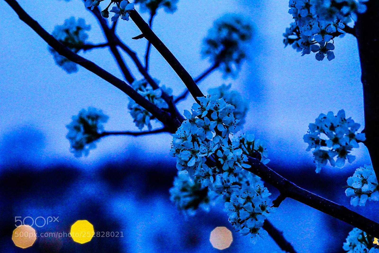 Sony a6000 sample photo. Blossoms in dusk photography