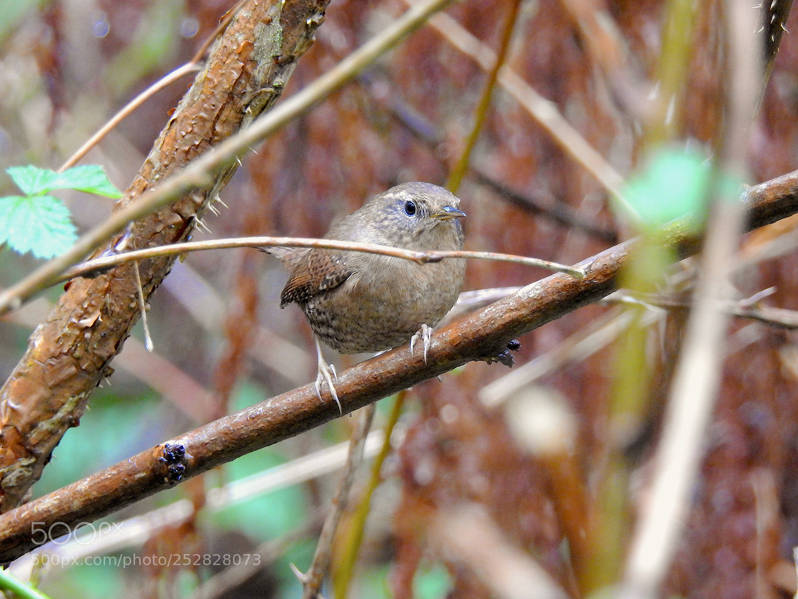 Nikon Coolpix P900 sample photo. Pacific wren photography