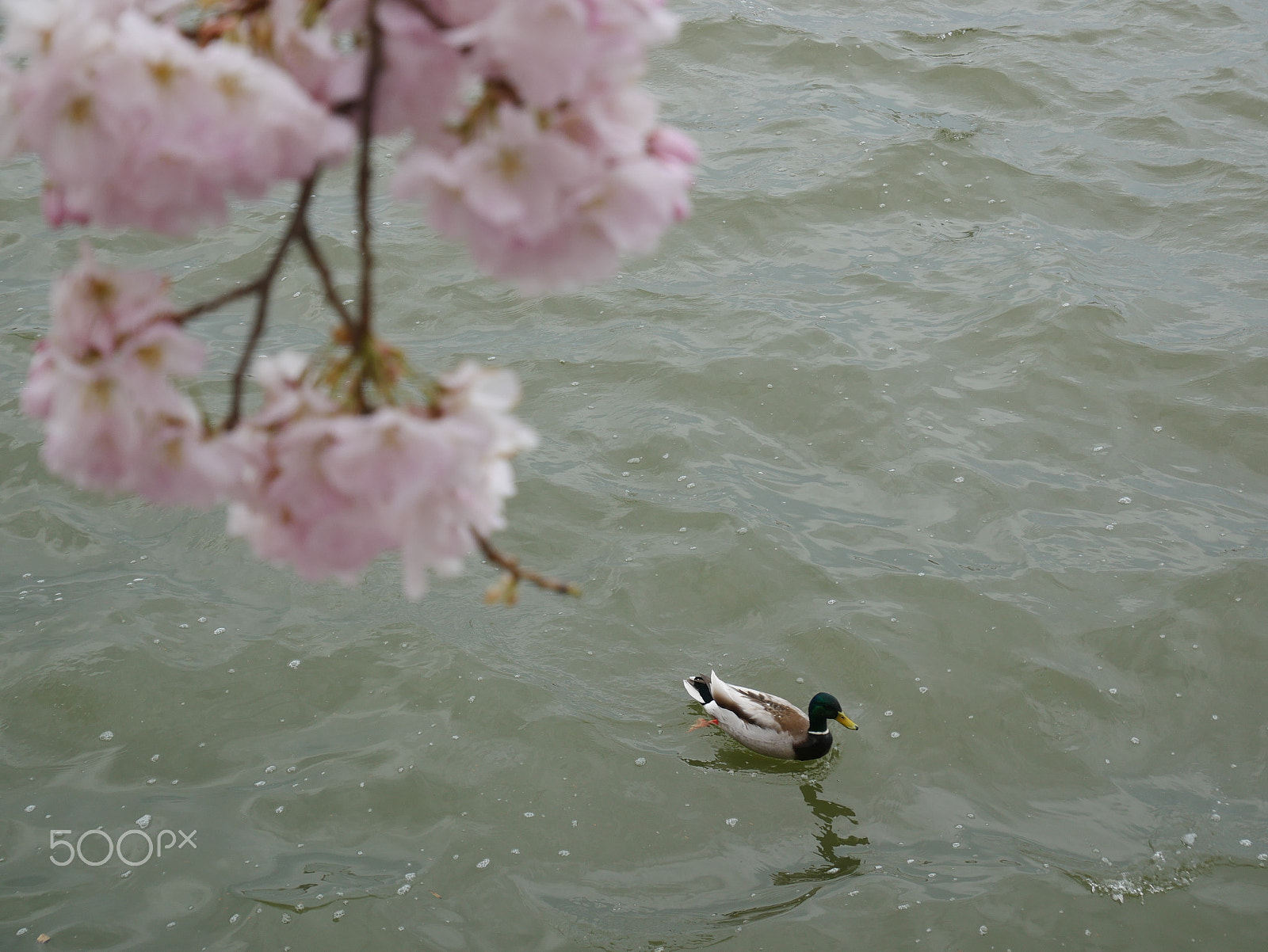 Panasonic Lumix DMC-GX85 (Lumix DMC-GX80 / Lumix DMC-GX7 Mark II) sample photo. Cherry blossoms @ the tidal basin in washington dc photography