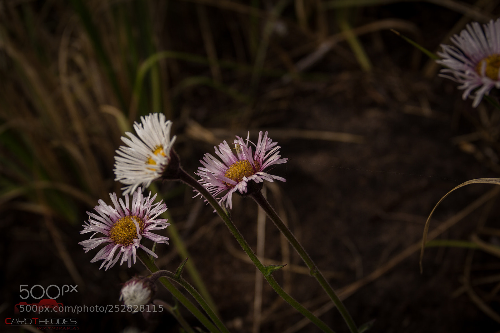 Canon EOS 700D (EOS Rebel T5i / EOS Kiss X7i) sample photo. Margaridas do parque nacional photography