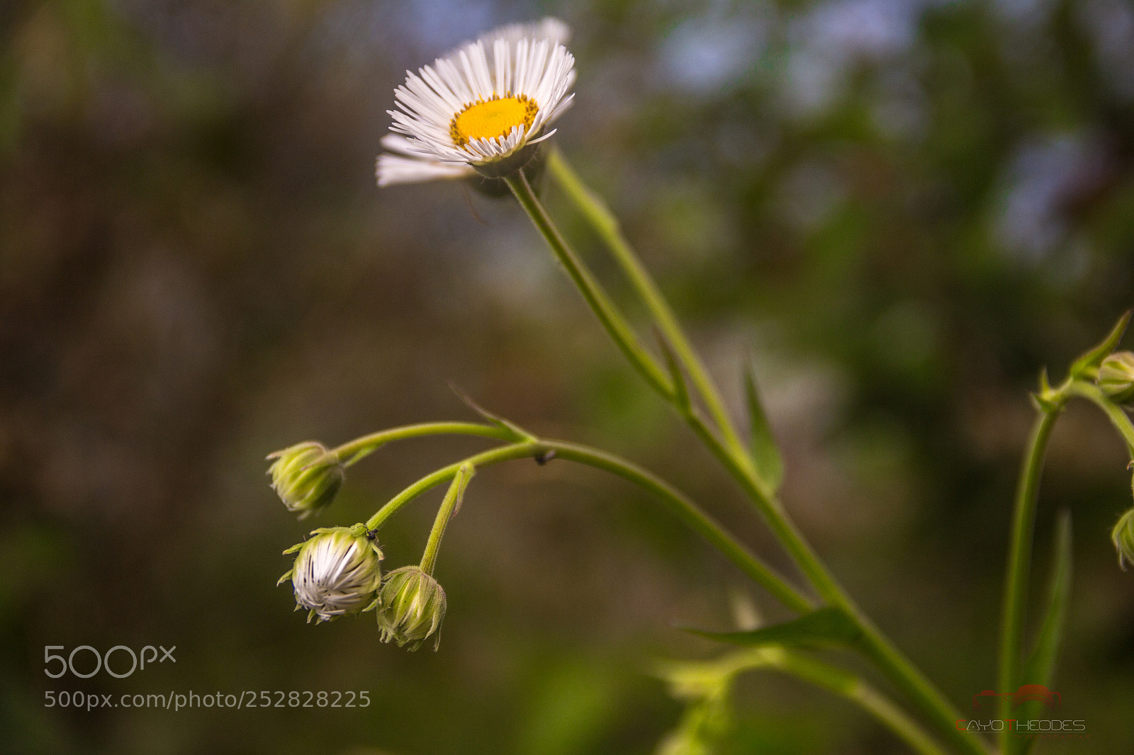 Canon EOS 700D (EOS Rebel T5i / EOS Kiss X7i) sample photo. Margaridas do parque nacional photography