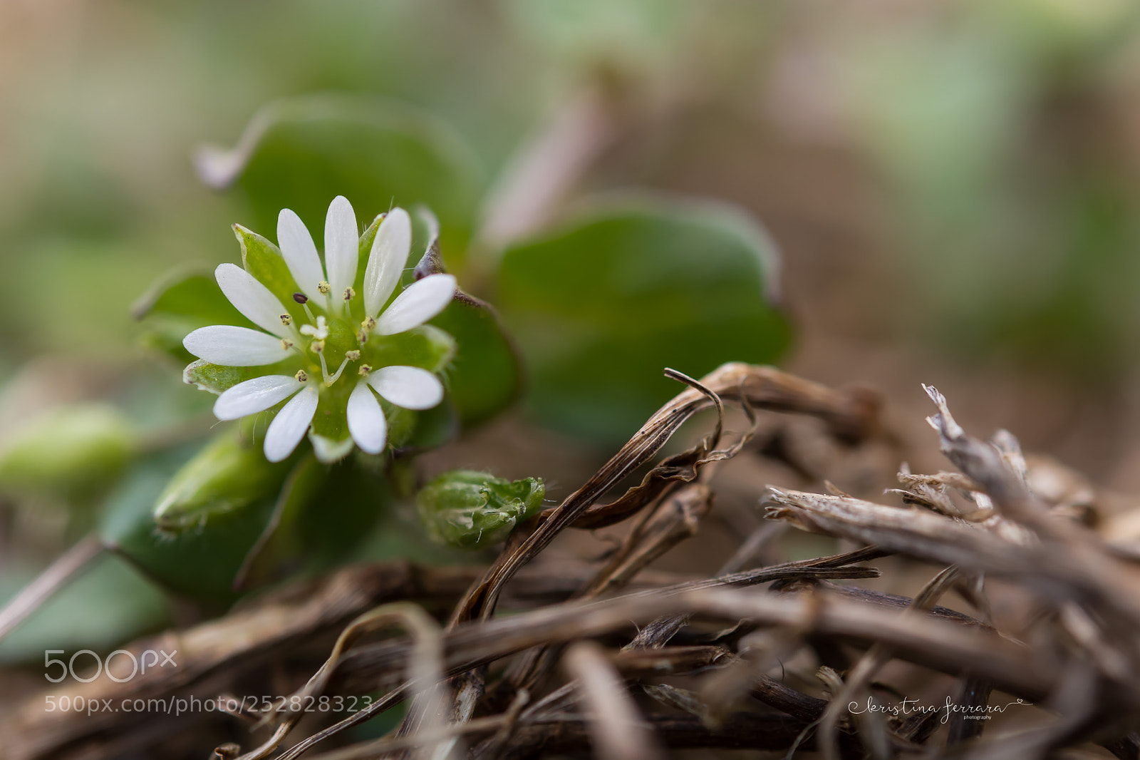 Nikon D7100 sample photo. Flowers photography