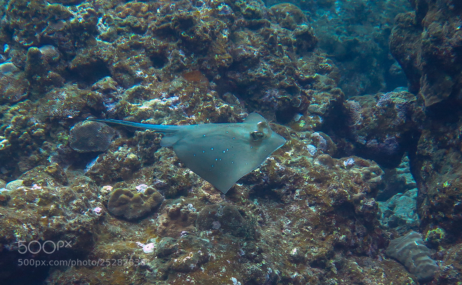Canon PowerShot G16 sample photo. Blue spotted ray photography