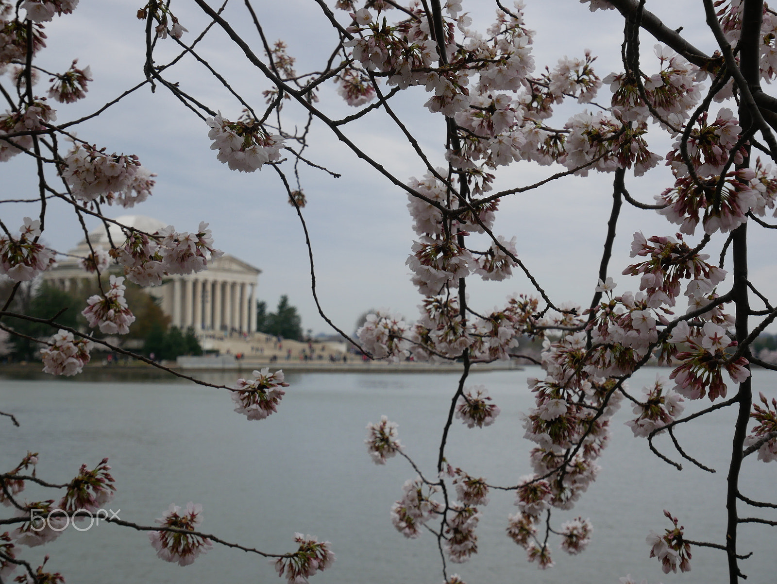 Panasonic Lumix DMC-GX85 (Lumix DMC-GX80 / Lumix DMC-GX7 Mark II) sample photo. Jefferson memorial through cherry blossoms photography