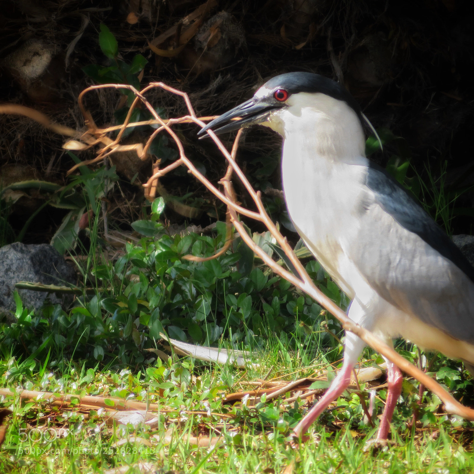 Canon PowerShot SX720 HS sample photo. Nest building time photography