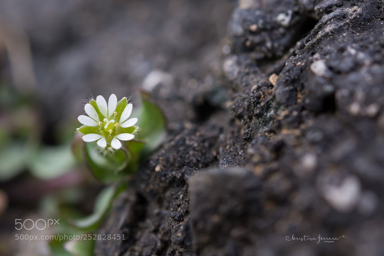 Nikon D7100 sample photo. Macro flowers photography