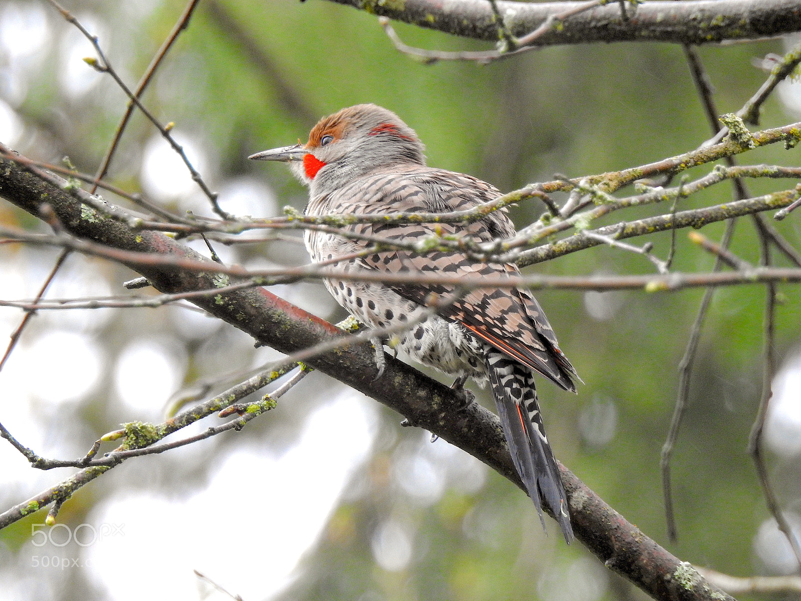 Nikon Coolpix P900 sample photo. Northern flicker photography