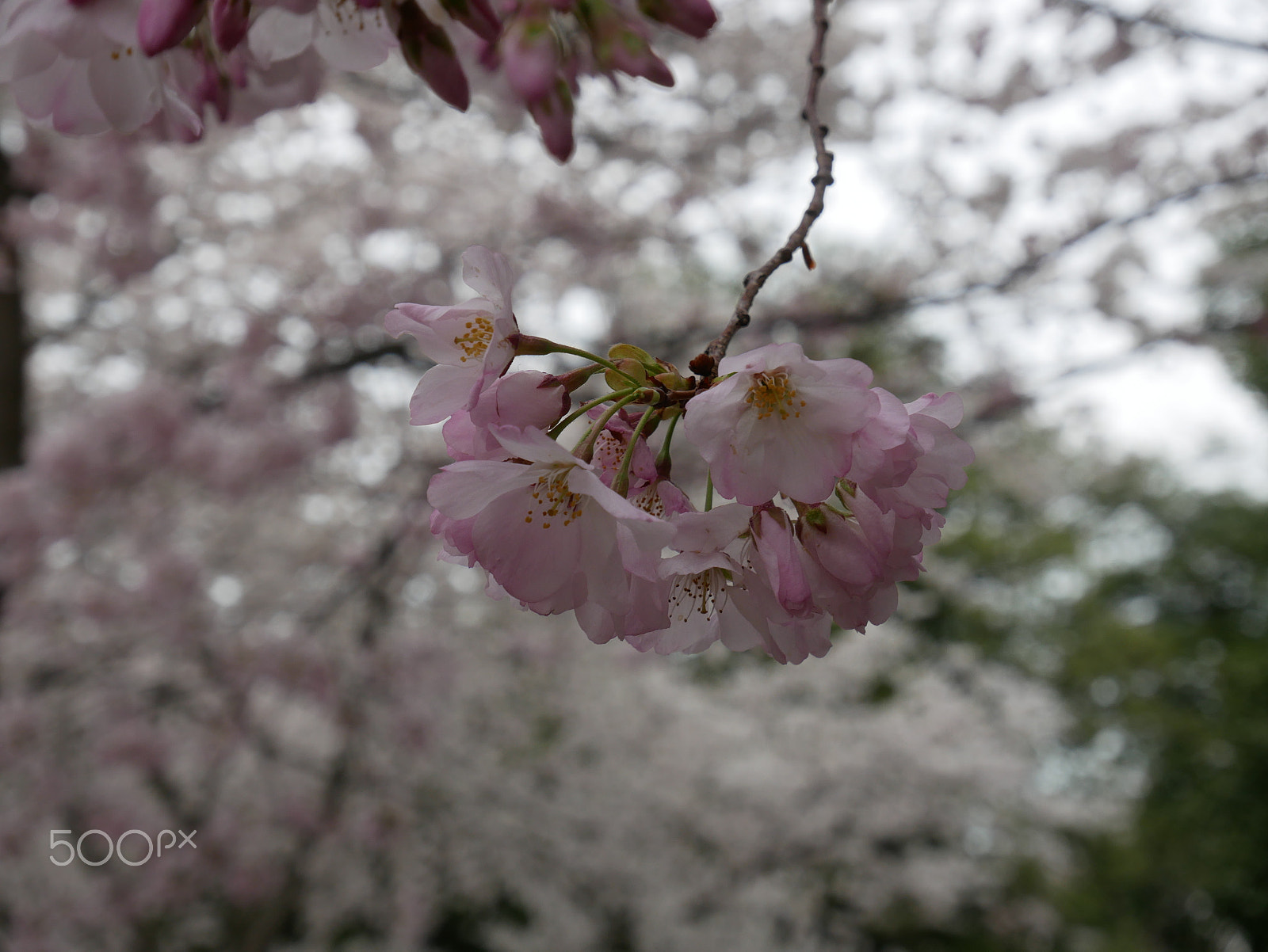 Panasonic Lumix DMC-GX85 (Lumix DMC-GX80 / Lumix DMC-GX7 Mark II) sample photo. Cherry blossoms @ the tidal basin in washington dc photography