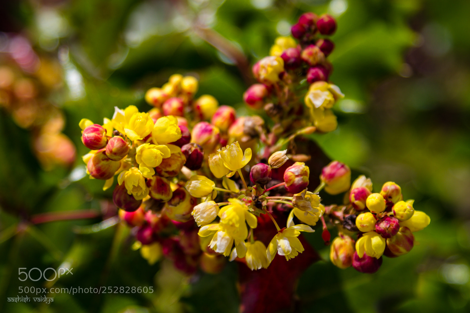 Canon EOS 600D (Rebel EOS T3i / EOS Kiss X5) sample photo. Oregon grape holly photography