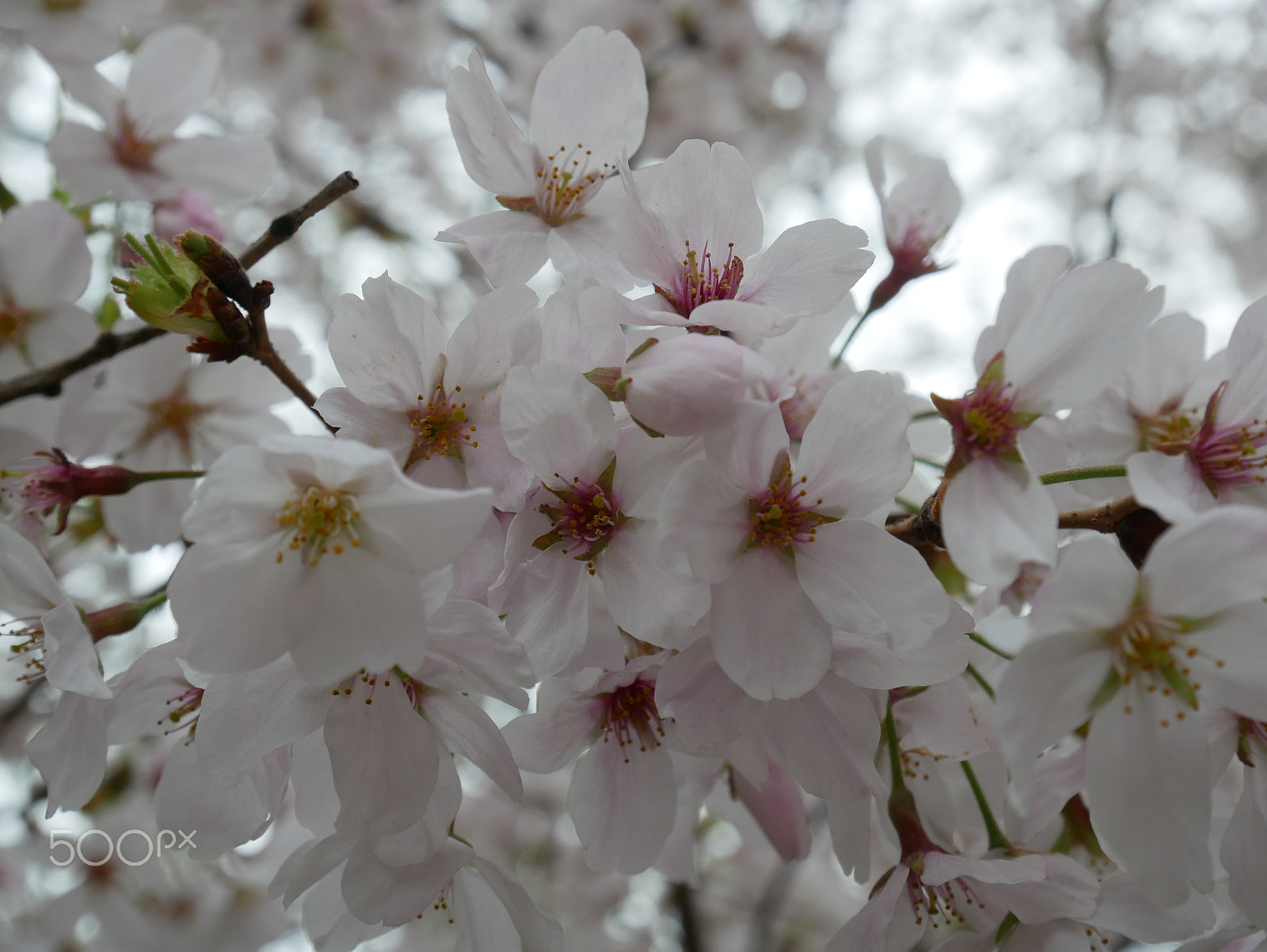 Panasonic Lumix DMC-GX85 (Lumix DMC-GX80 / Lumix DMC-GX7 Mark II) sample photo. Cherry blossoms @ the tidal basin in washington dc photography