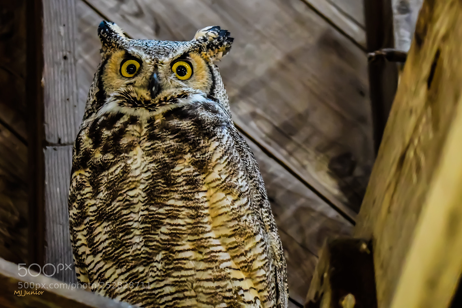 Nikon D7500 sample photo. Great horned owl 0001... photography