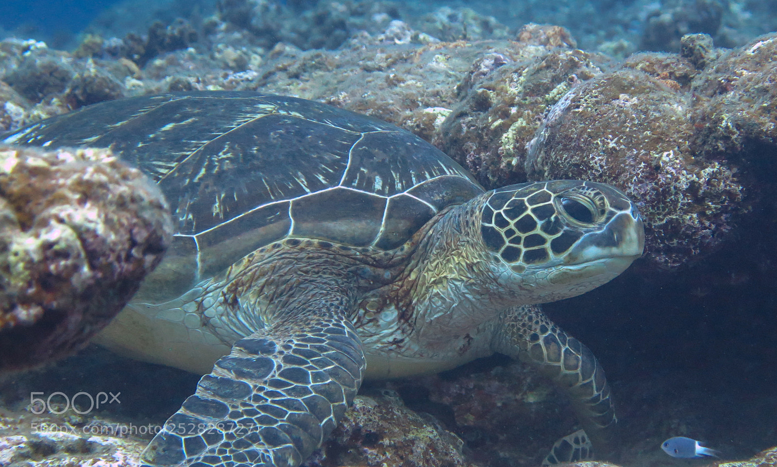 Canon PowerShot G16 sample photo. Green turtle photography