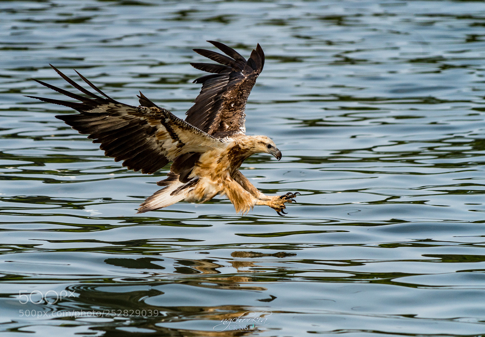 Sony a9 sample photo. The predator ii langkawi photography