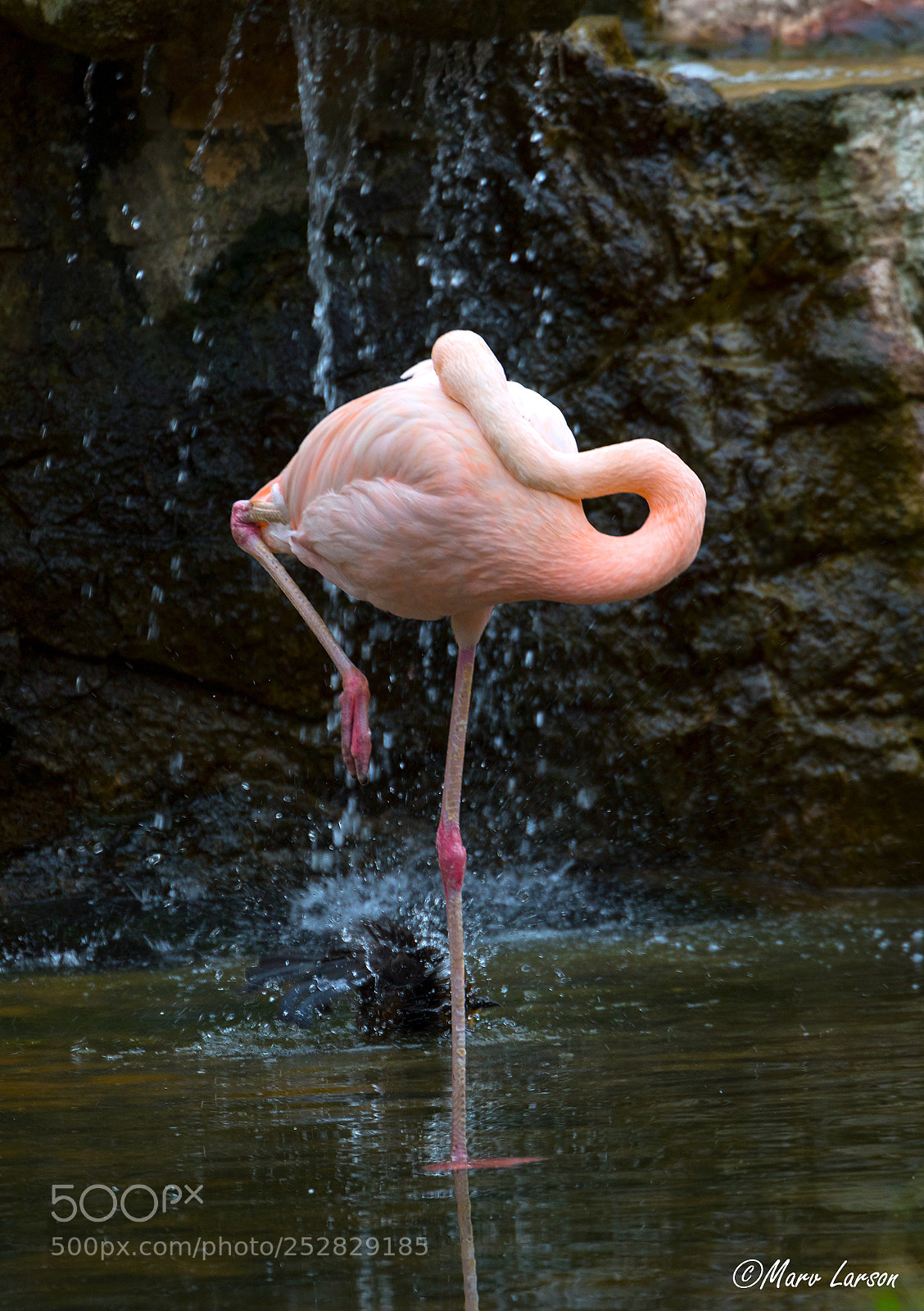 Canon EOS 7D Mark II sample photo. Flamingo photography
