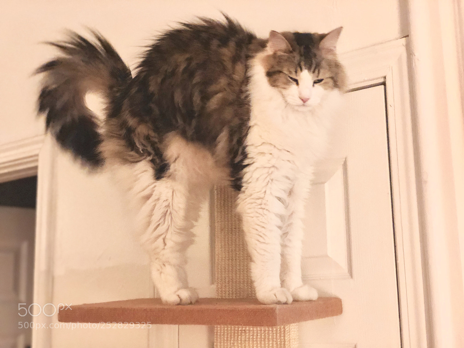 Apple iPhone X sample photo. Remy cat photography