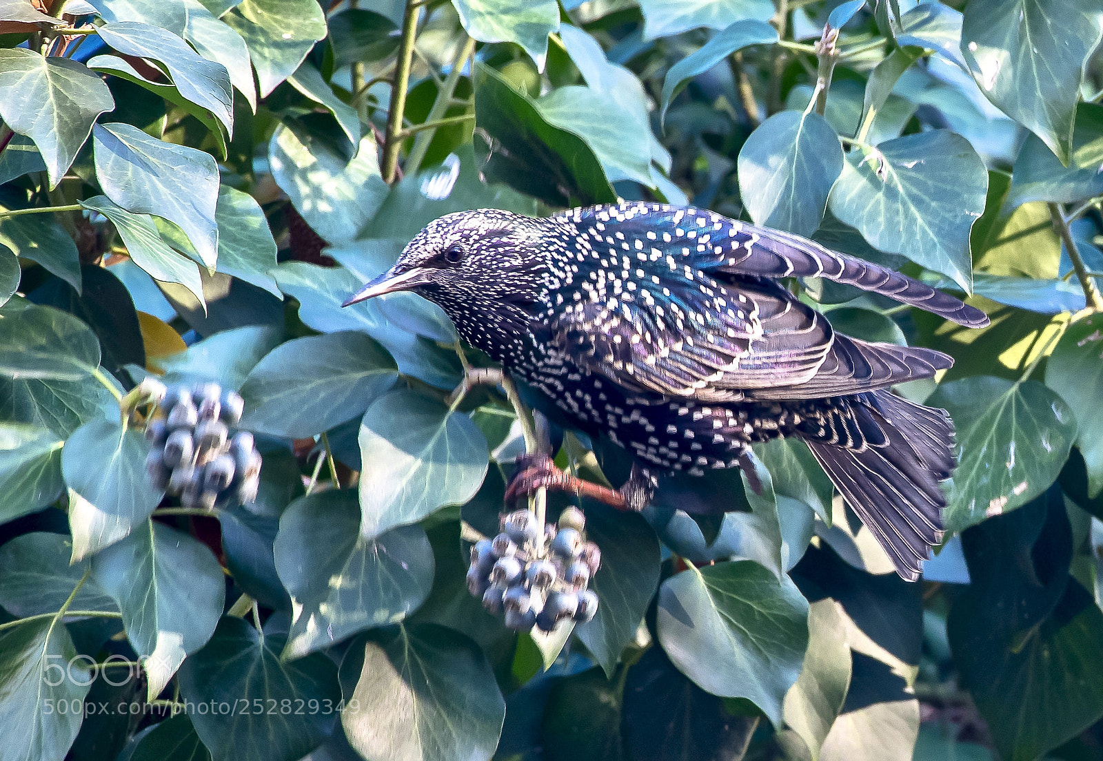 Nikon D850 sample photo. Searching for food photography