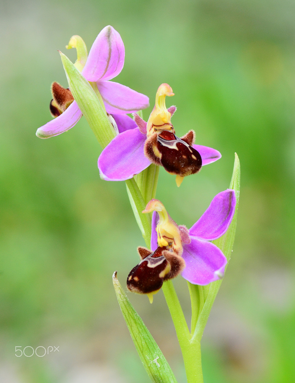 Nikon AF-S Micro-Nikkor 105mm F2.8G IF-ED VR sample photo
