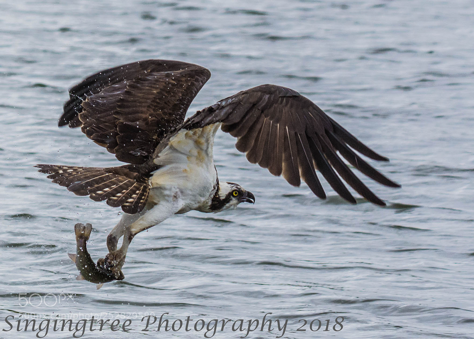Nikon D7200 sample photo. Osprey fishing photography