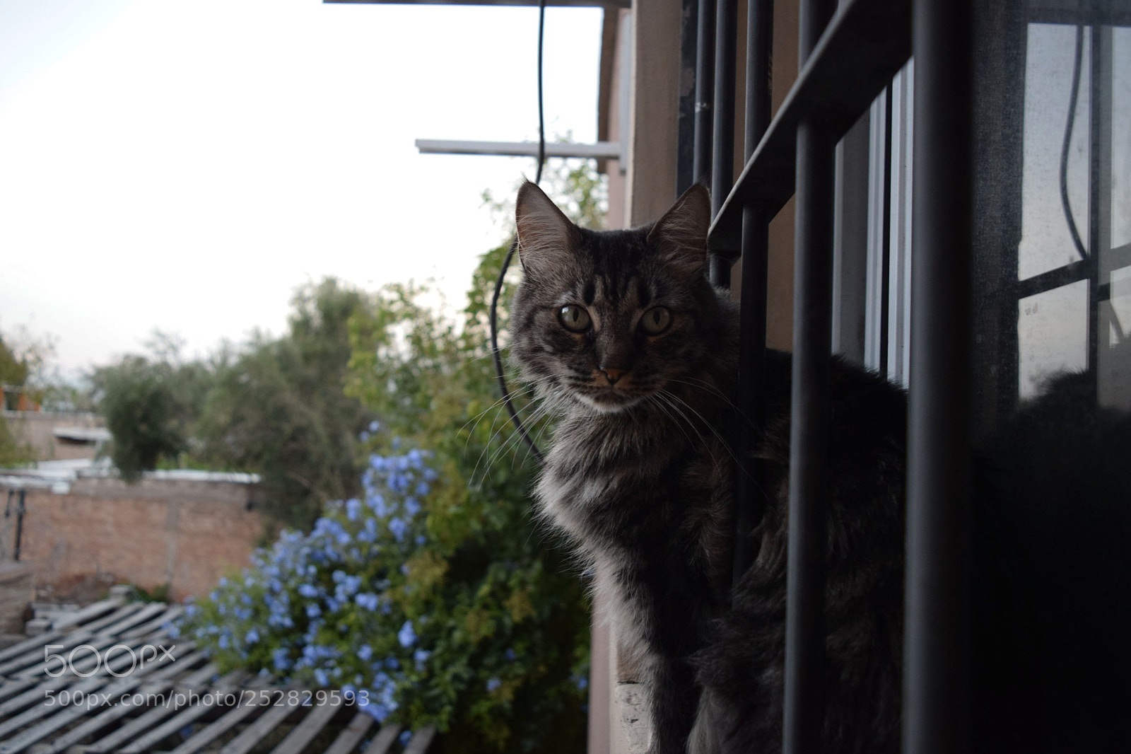 Nikon D3300 sample photo. Cat photography