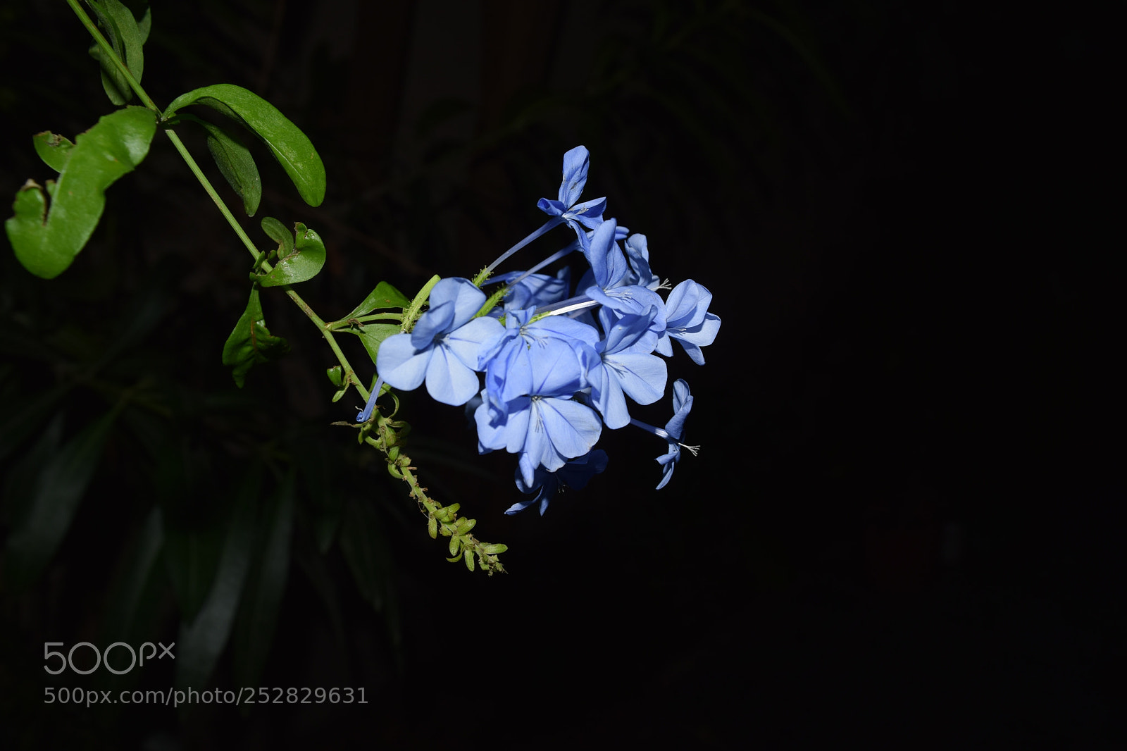 Nikon D3300 sample photo. Macro flower photography