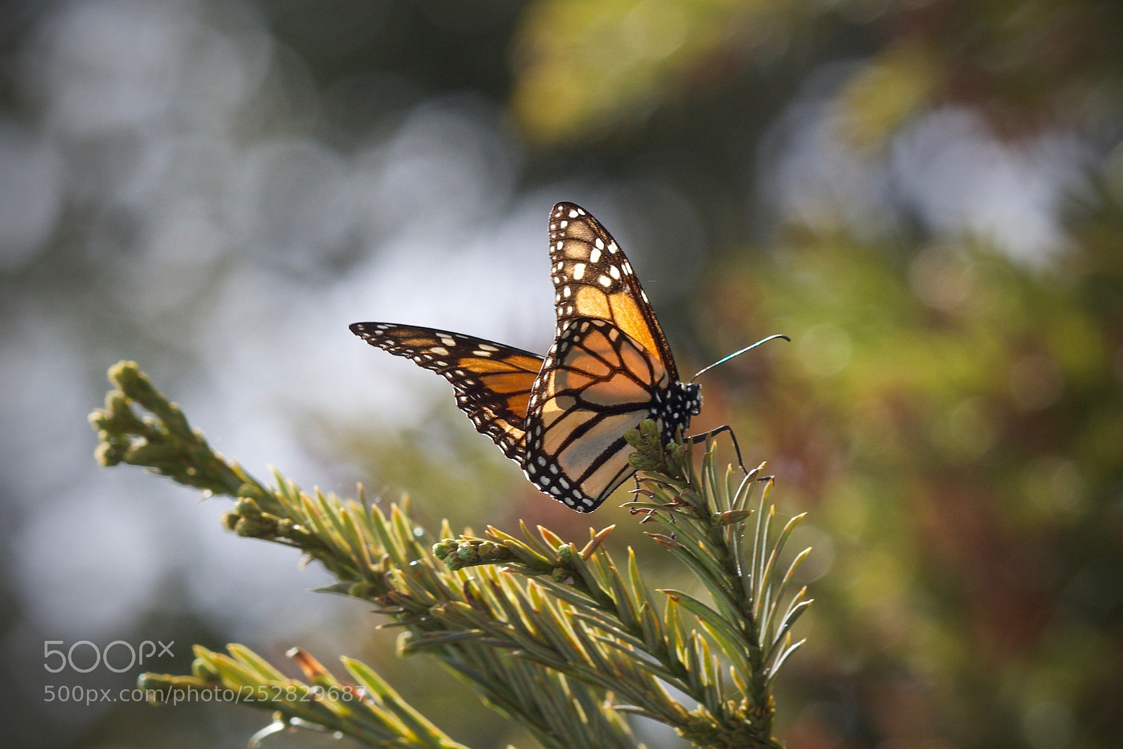 Sony a6000 sample photo. Butterfly in buttery bokeh photography