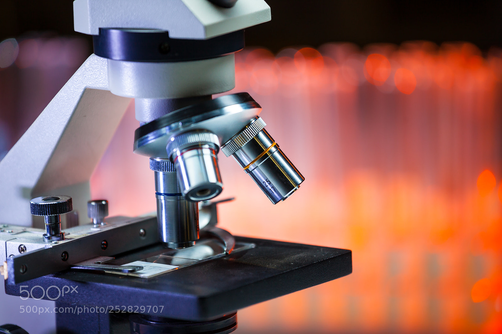Canon EOS 5D Mark II sample photo. Microscope photography