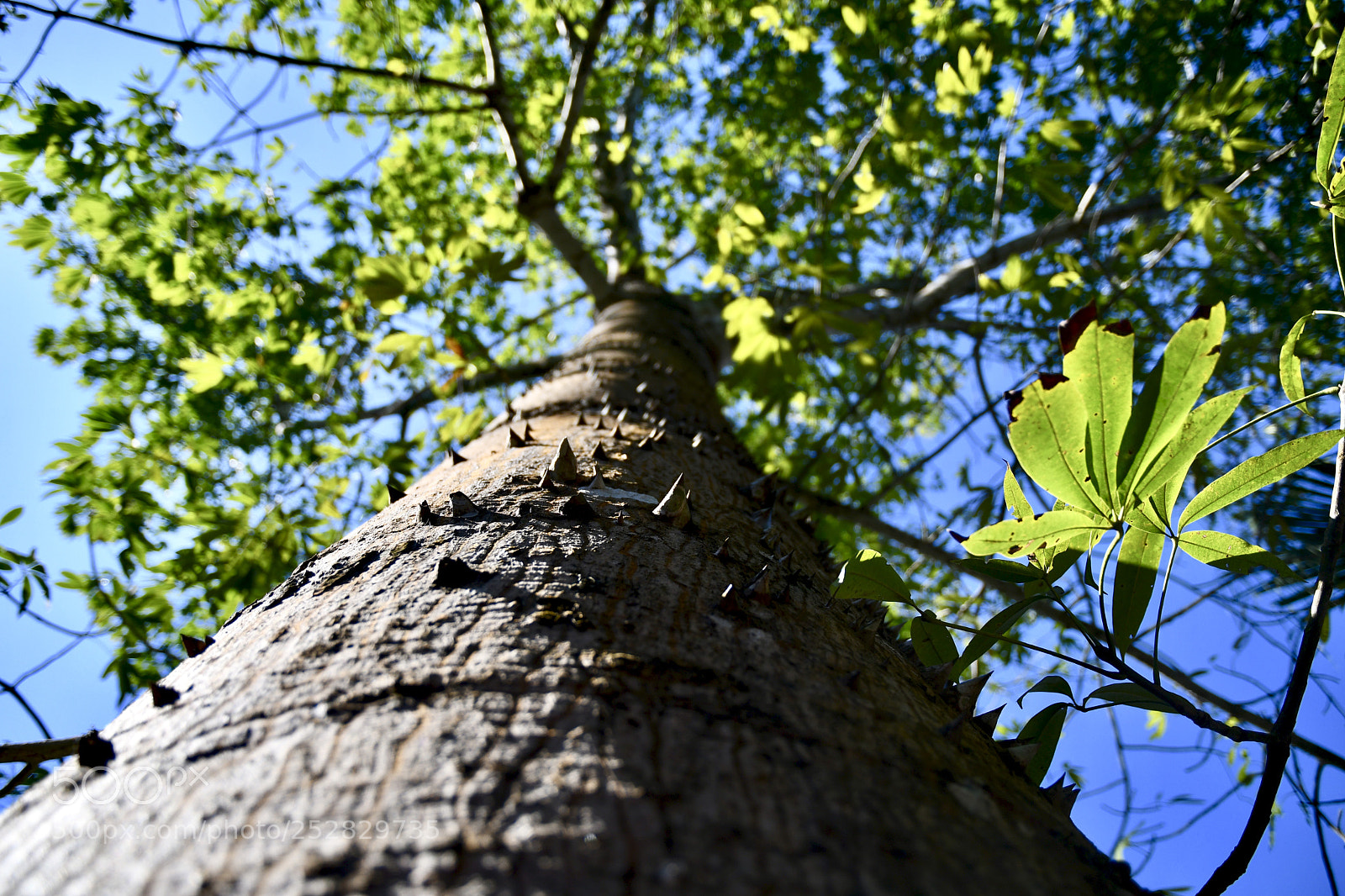 Nikon D7500 sample photo. Spikey photography