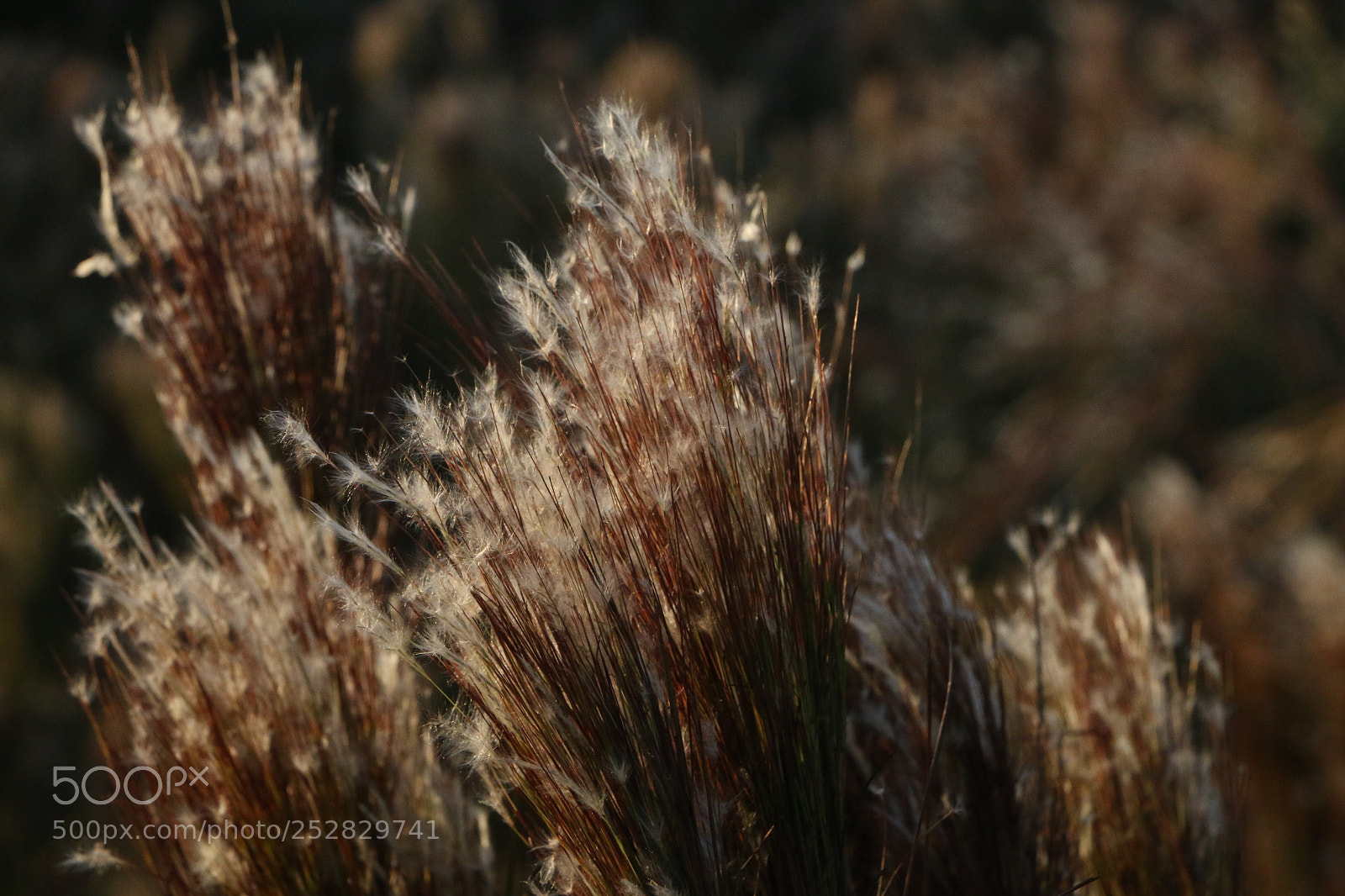 Canon EOS 70D sample photo. Capim photography