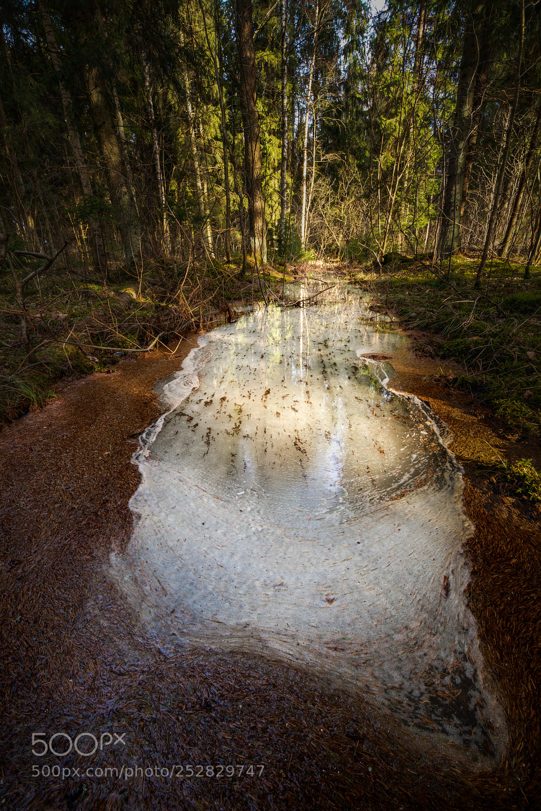 Nikon D600 sample photo. Forest sream photography