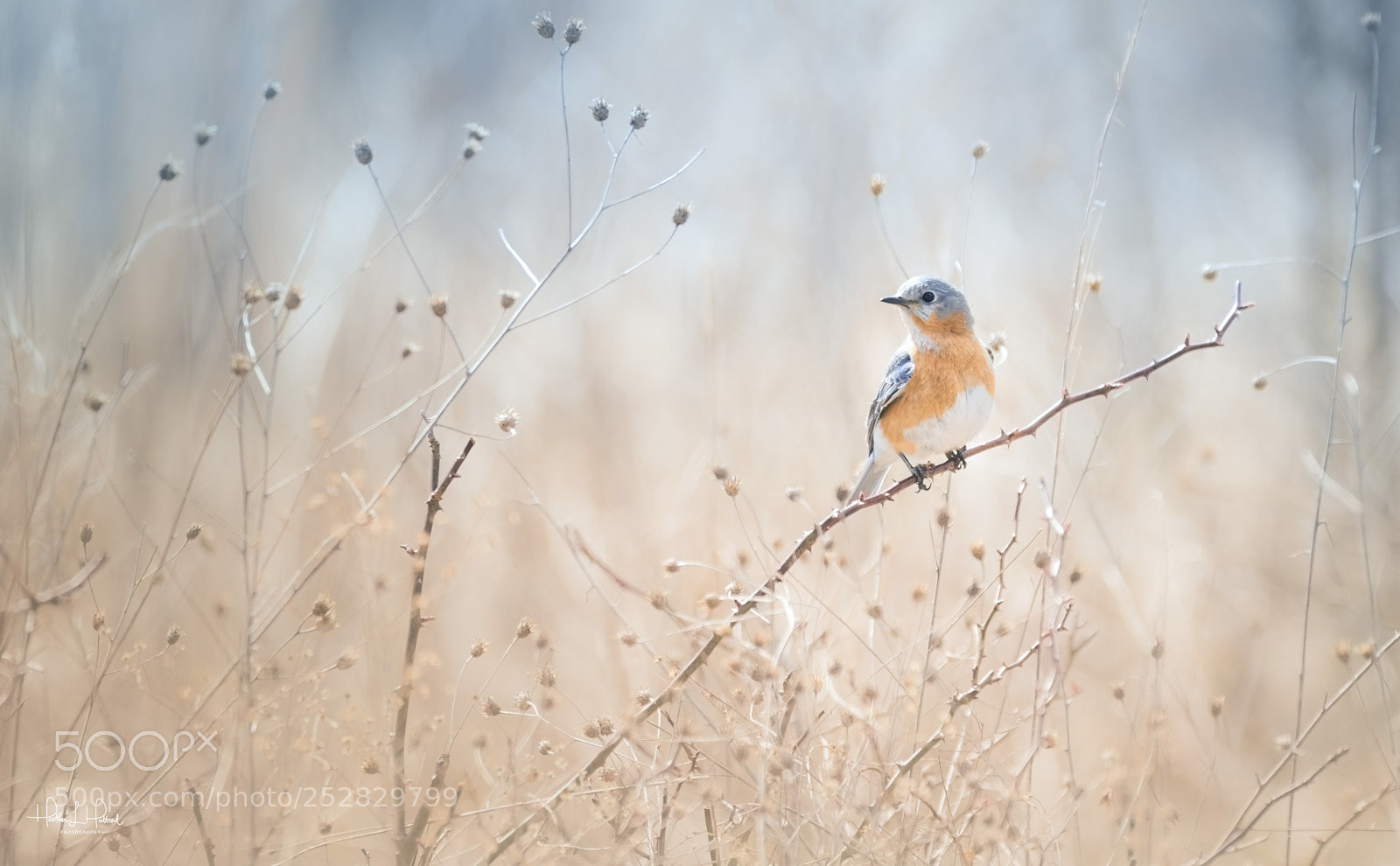 Nikon D810 sample photo. Field blue photography