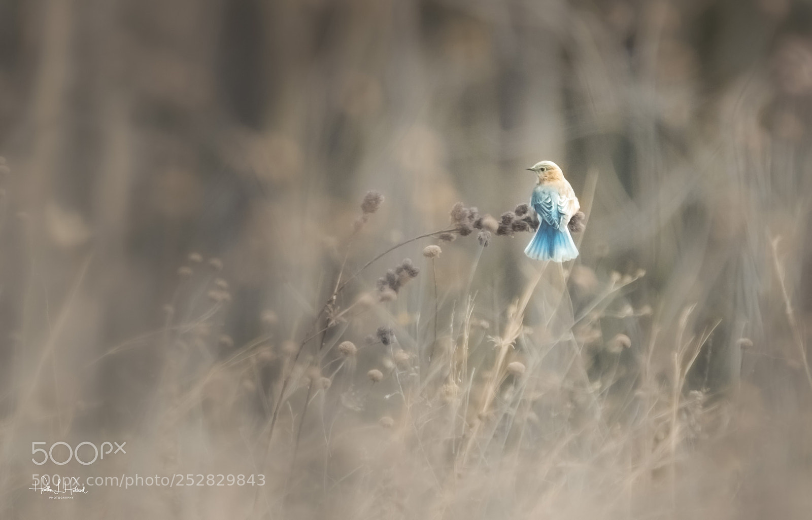 Nikon D810 sample photo. Blue feathers photography