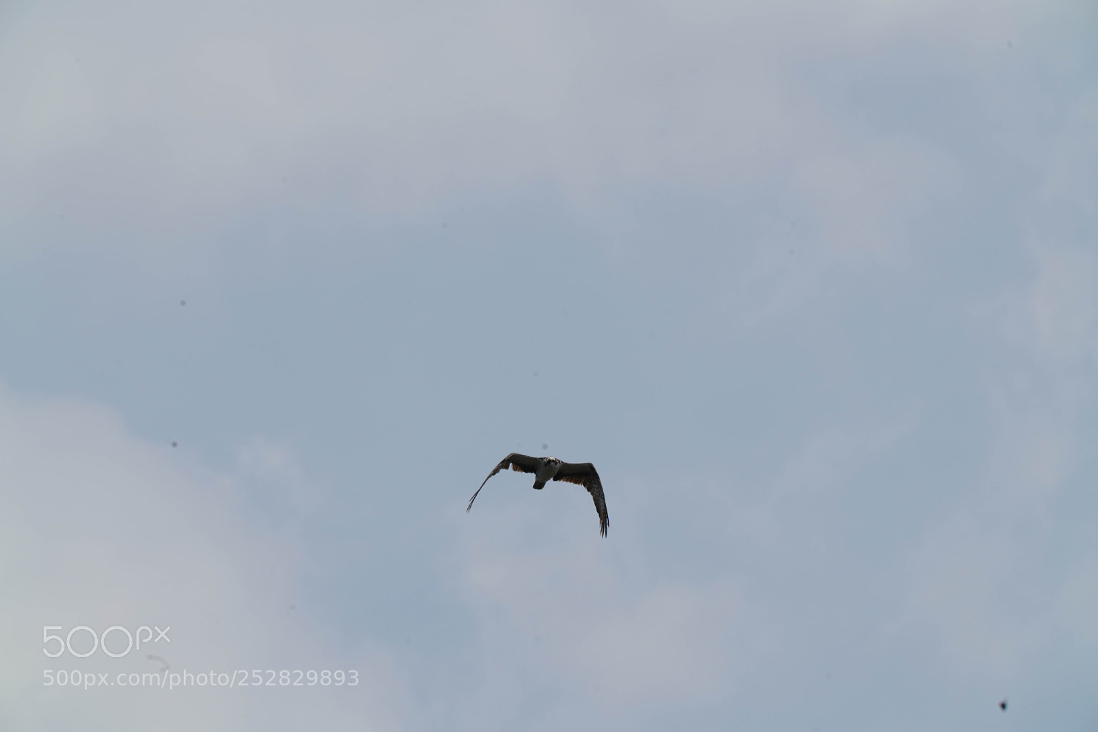 Sony a7R III sample photo. Fishing photography