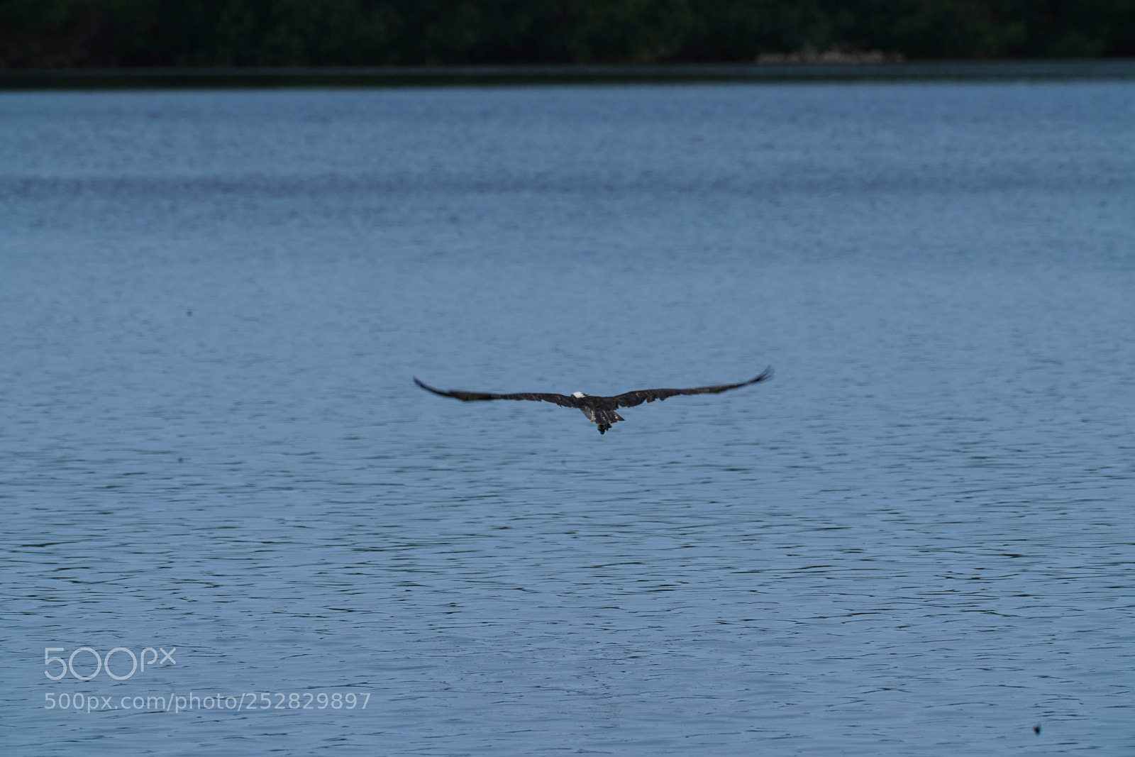 Sony a7R III sample photo. Flying out photography