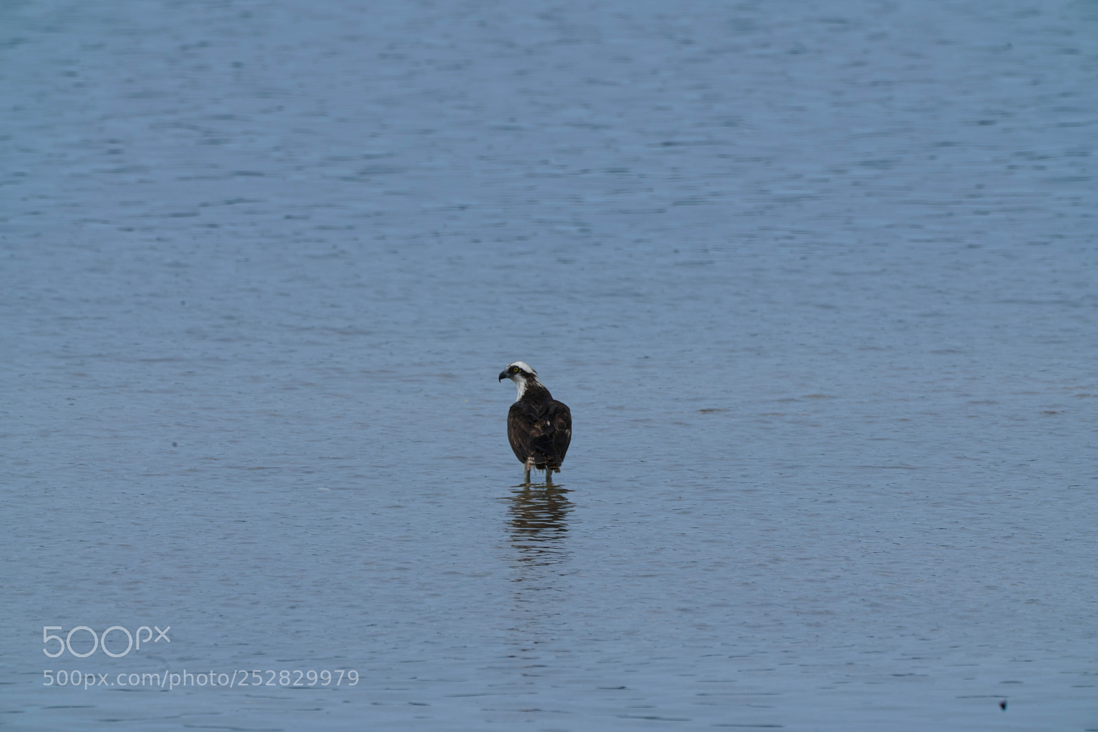 Sony a7R III sample photo. Wading photography