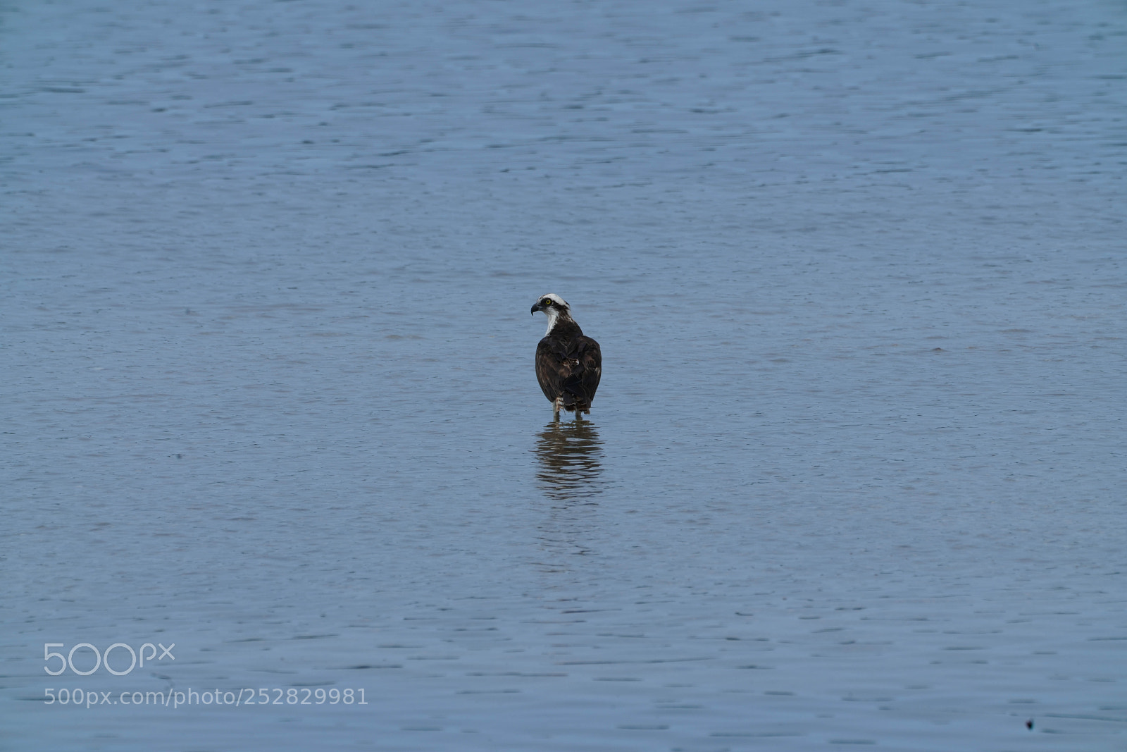 Sony a7R III sample photo. Wading photography