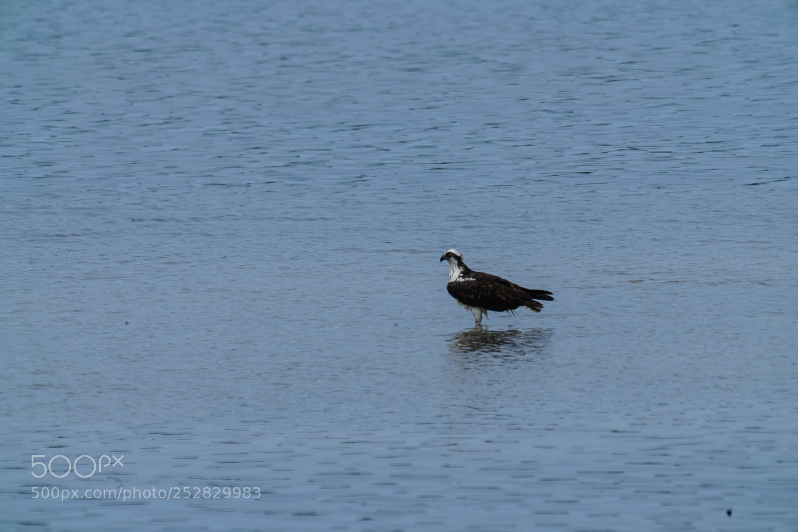 Sony a7R III sample photo. Wading photography
