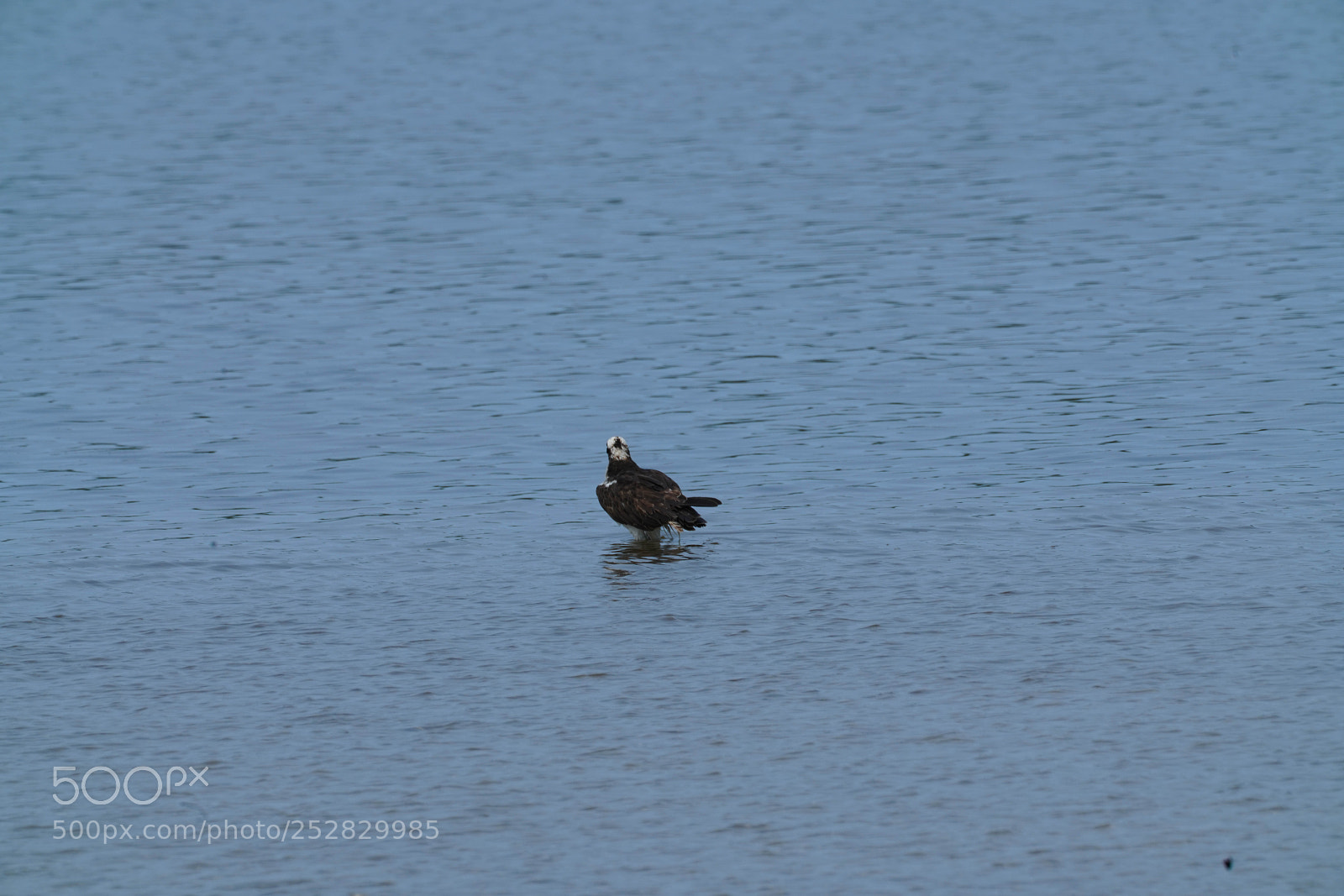 Sony a7R III sample photo. Wading photography