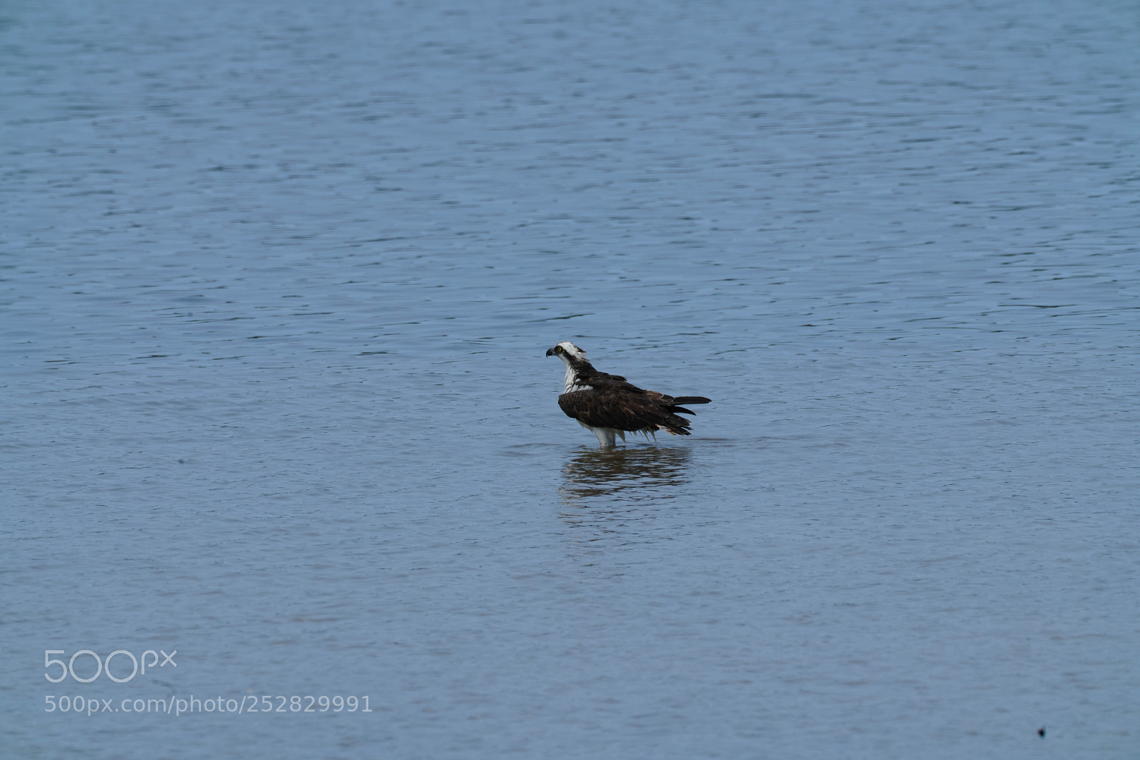 Sony a7R III sample photo. Wading photography