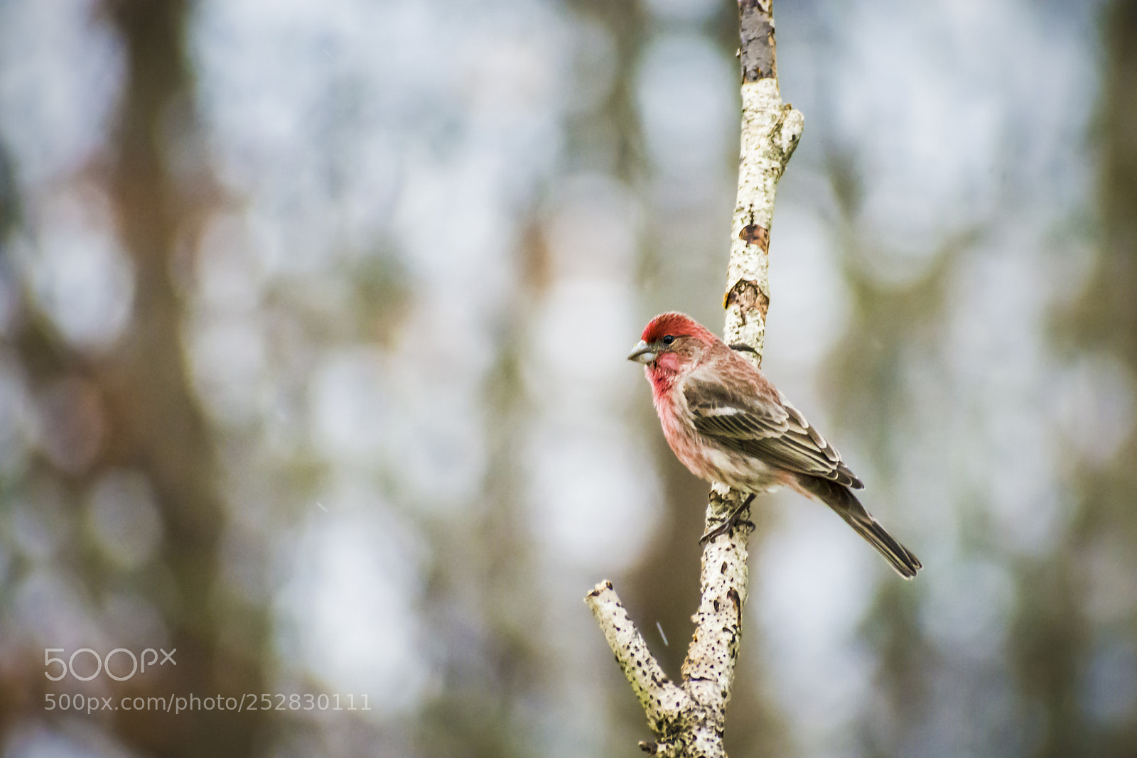 Nikon D7200 sample photo. House finch photography