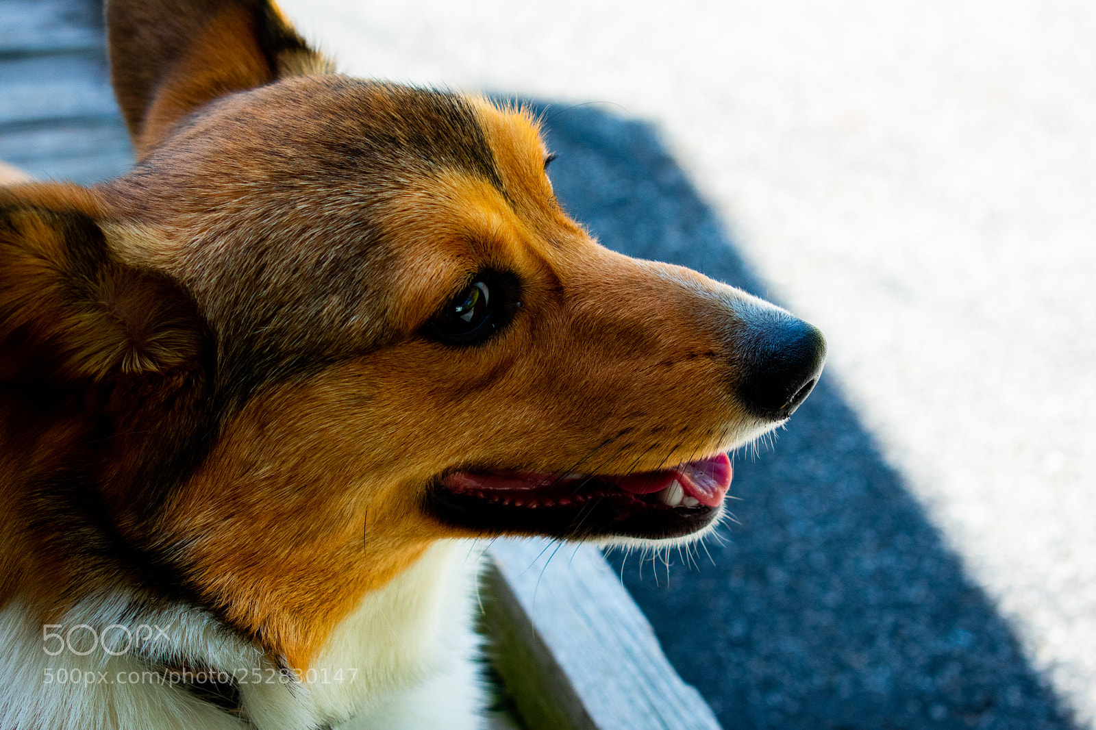 Nikon D3400 sample photo. Moca the corgi photography